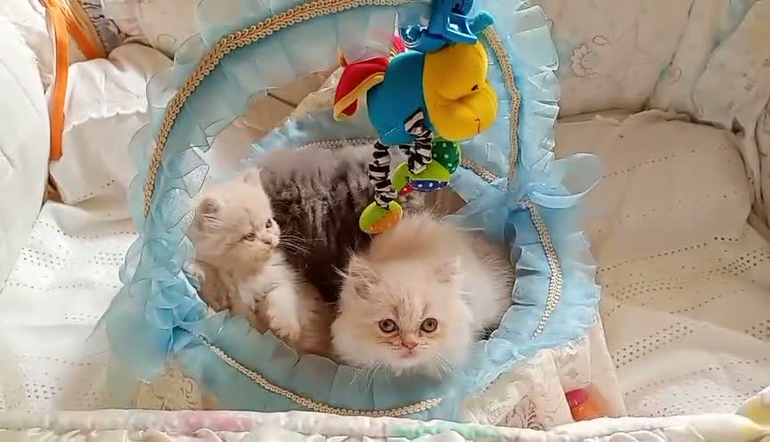 Himalayo gatos en venta: Imponible gatito perse malayo - Video 2
