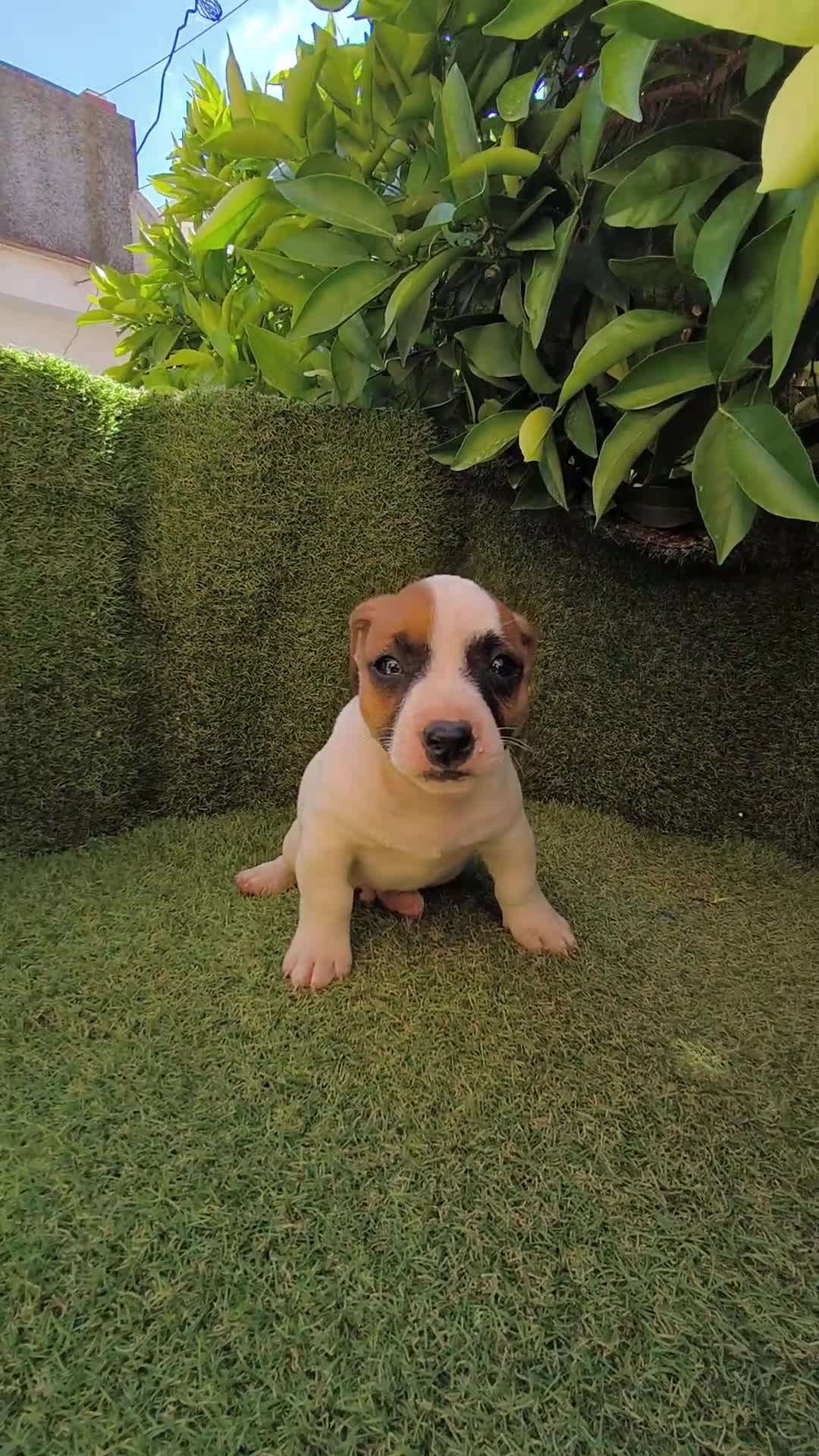 Jack Russell Terrier perros en venta: camada Jack Russell  - Video 1