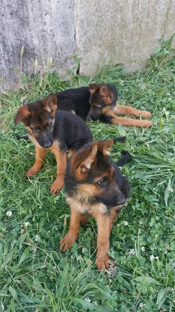 Pastor Alemán perros en venta: Cachorras pastor alemán, pedigre en Pontevedra - Video 3