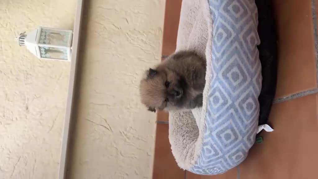 Pomerania perros en venta: POMERANIAS EXCLUSIVOS OPORTUNIDAD  - Video 1
