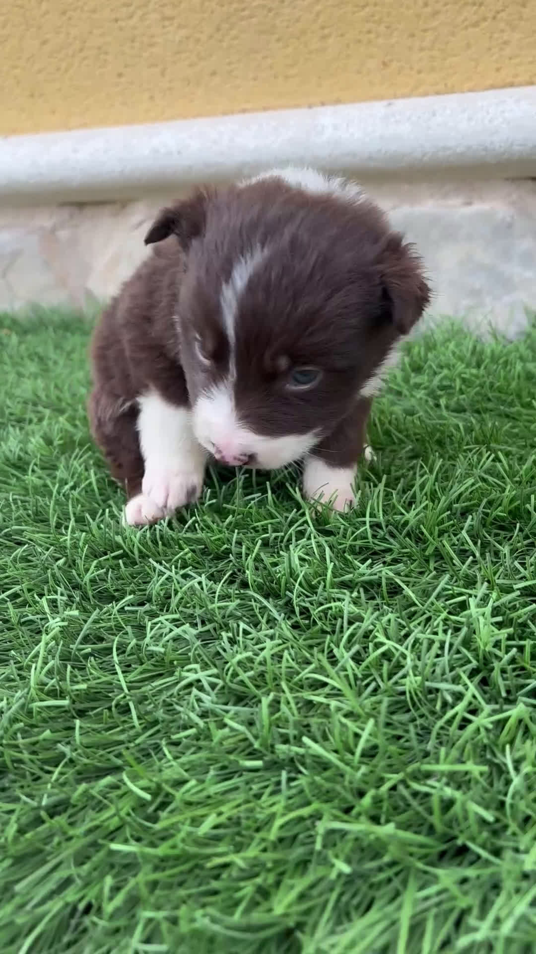 Border Collie perros en venta: Hembra chocolate de Border Collie  - Video 1