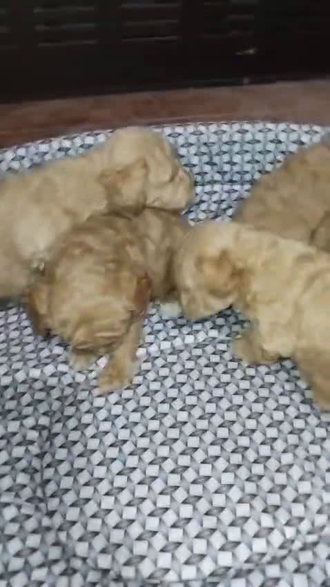 Caniche Toy perros en venta: Caniches madre apricot padre rojo - Video 2