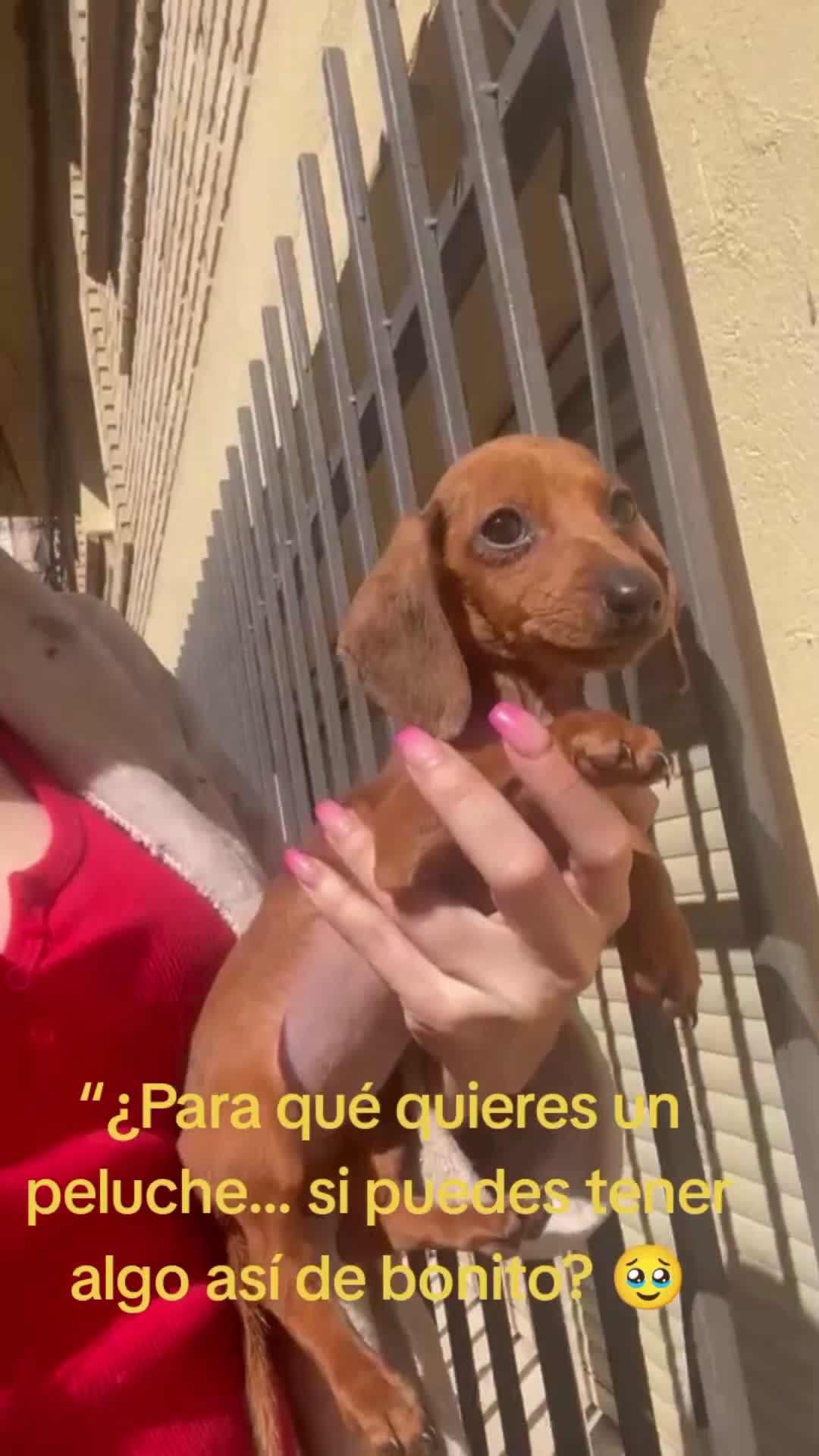 Teckel Miniatura perros en venta: Teckel mini - Video 1