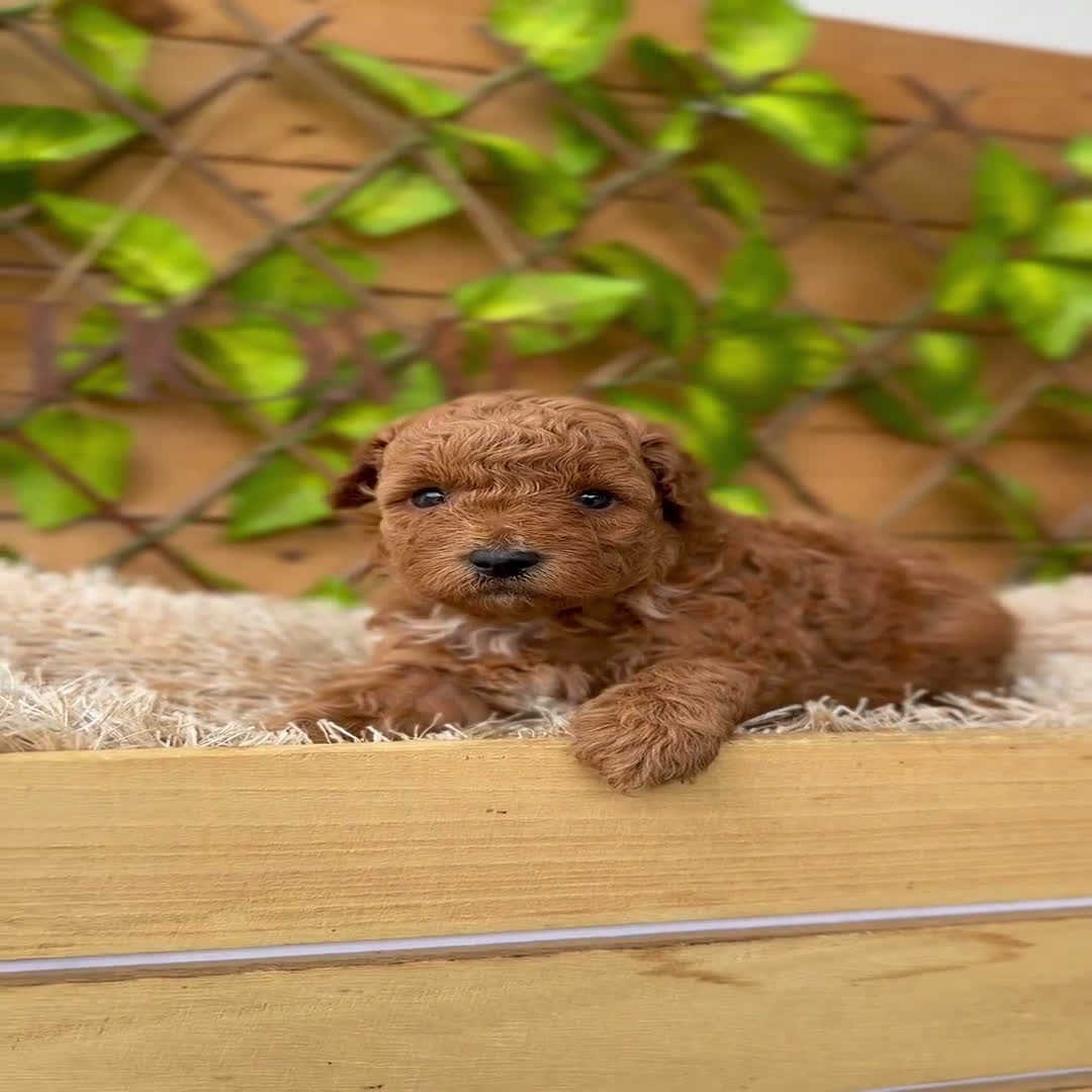 Caniche Toy perros en venta: Camada de Violet  - Video 3