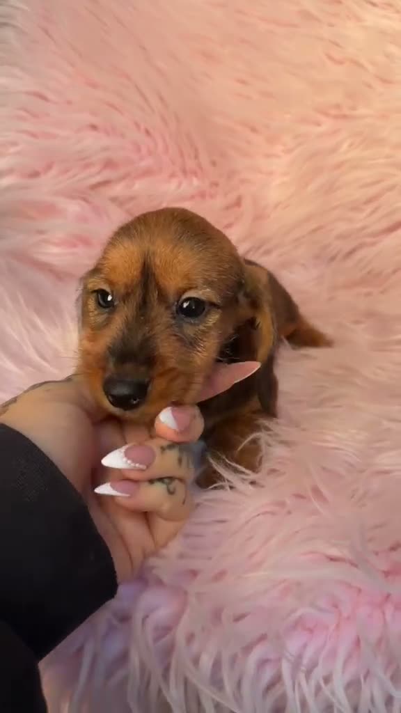Teckel Miniatura perros en venta: Hembra teckel pelo duro - Video 1