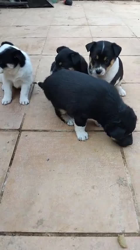 Ratonero Bodeguero Andaluz perros en adopcion: Cachorros mestizos  - Video 1