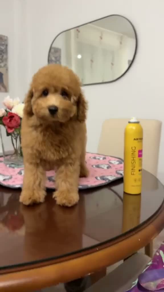 Caniche Toy perros en venta: Caniche toy  en Madrid - Video 1