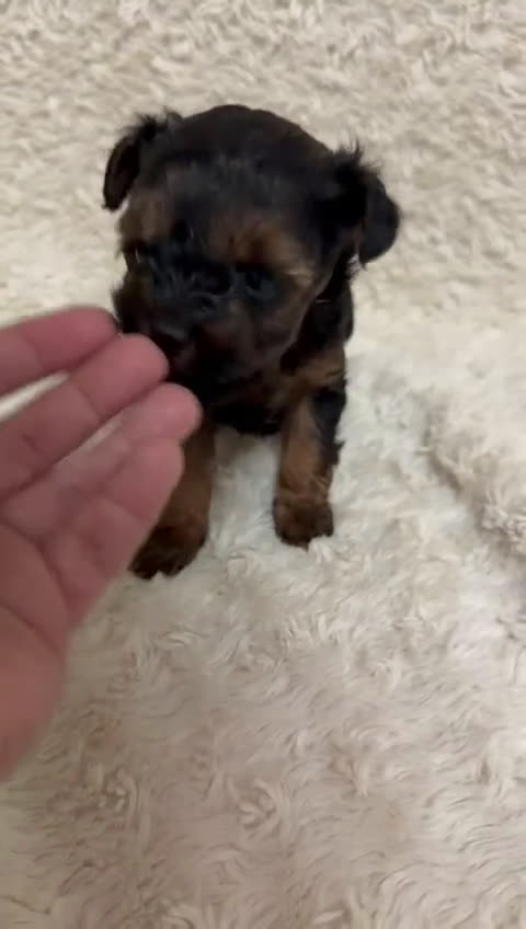 Yorkiepoo perros en venta: Yorkiepoo tacita de té  - Video 1