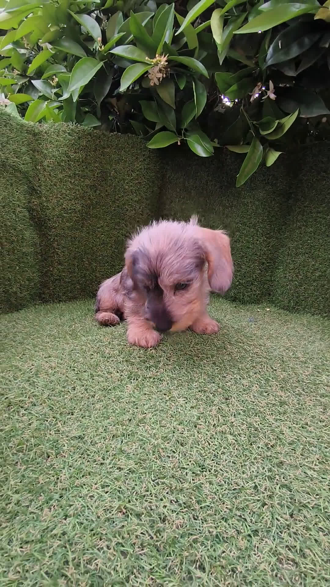 Teckel Miniatura perros en venta: teckel pelo largo  arlequin - Video 1