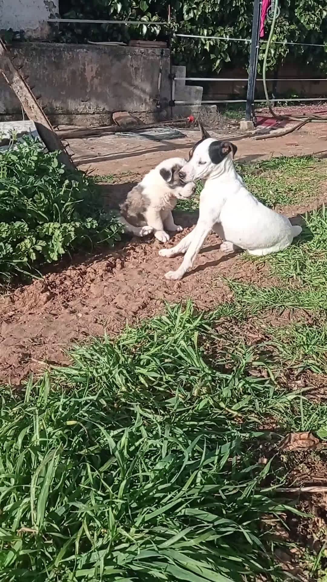 Mastín Español perros en venta: Cachorros de mastín español - Video 2
