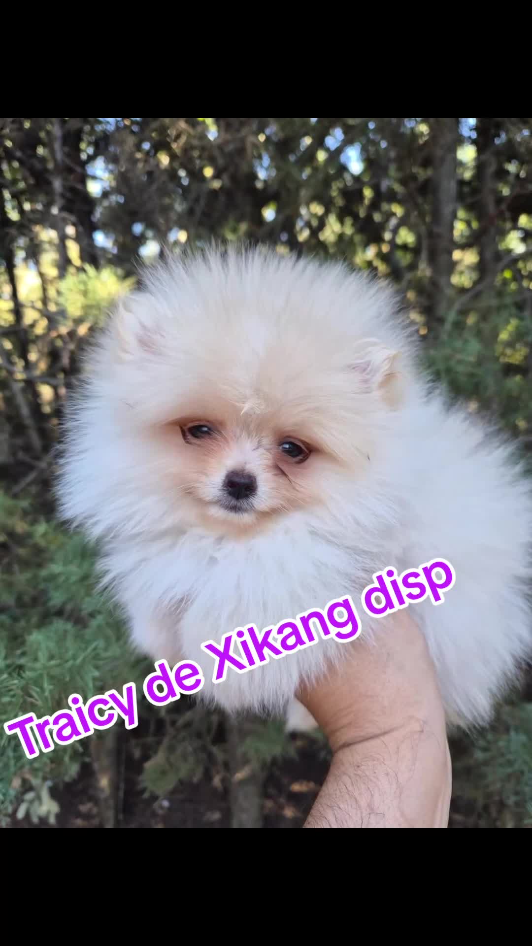 Pomerania perros en venta: Pomeranias toy - Video 1