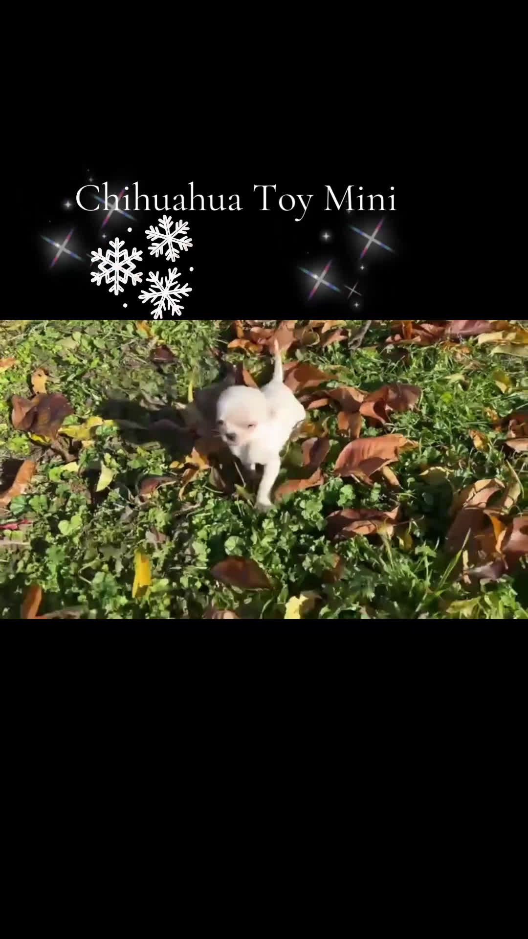 Chihuahua perros en venta: Chihuahua micro toy macho  - Video 1