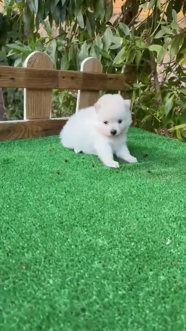 Pomerania perros en venta: Pomeranias lulu Toy ositos peluditos Blancos  - Video 3