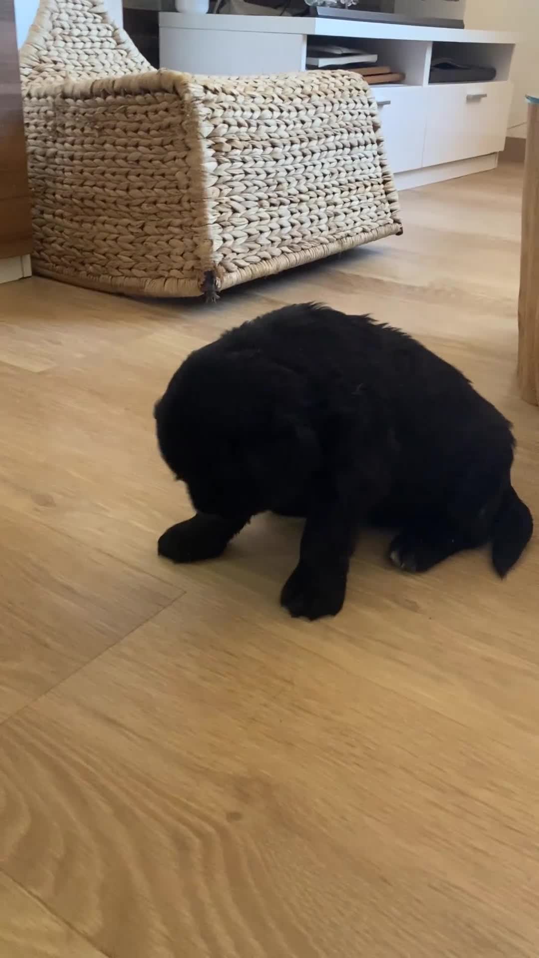 Terranova perros en venta: Terranova 641387649 - Video 2