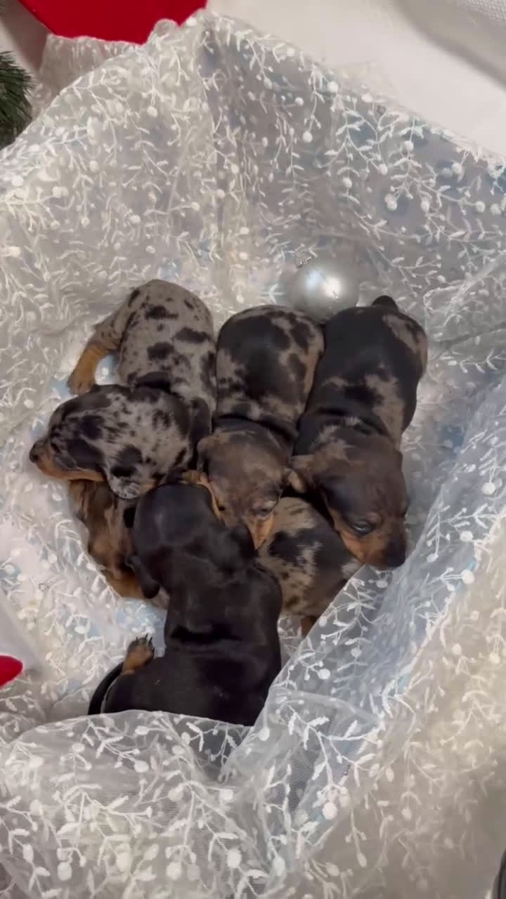 Teckel Miniatura perros en venta: Camada de Teckel miniatura disponible!  - Video 2