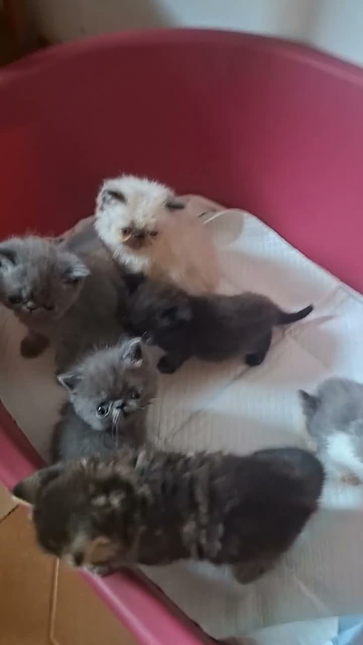 Persa gatos en venta: Gatitos persas mallorca - Video 1