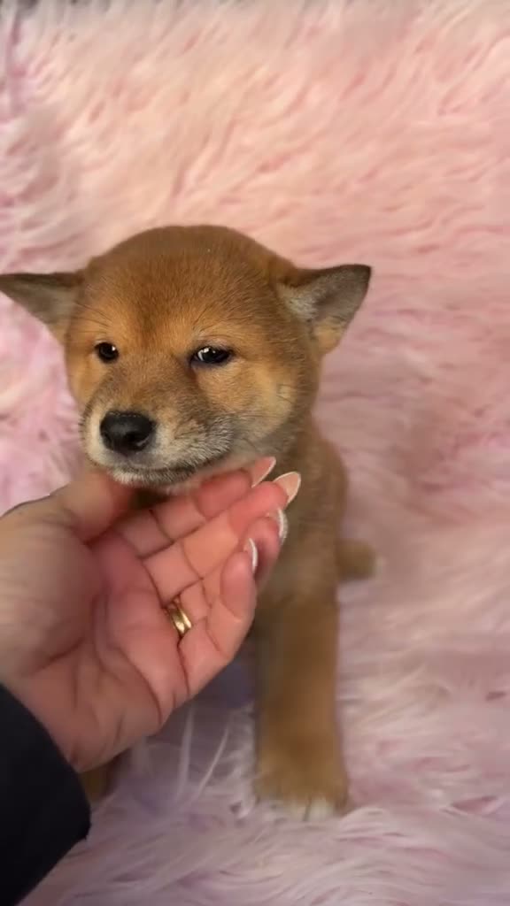 Shiba Inu perros en venta: Hembra Shiba Inu marron  - Video 1