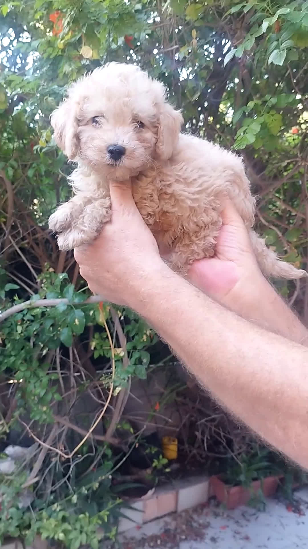 Caniche Toy perros en venta: CANICHES CALIDAD Y SELECCIÓN  - Video 1