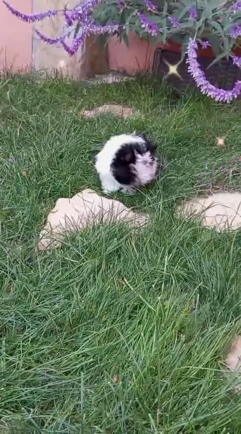 Biewer Yorkshire Terrier a la Pom Pon perros en venta: Hembrita yorkshire biewer micro/toy - Video 1