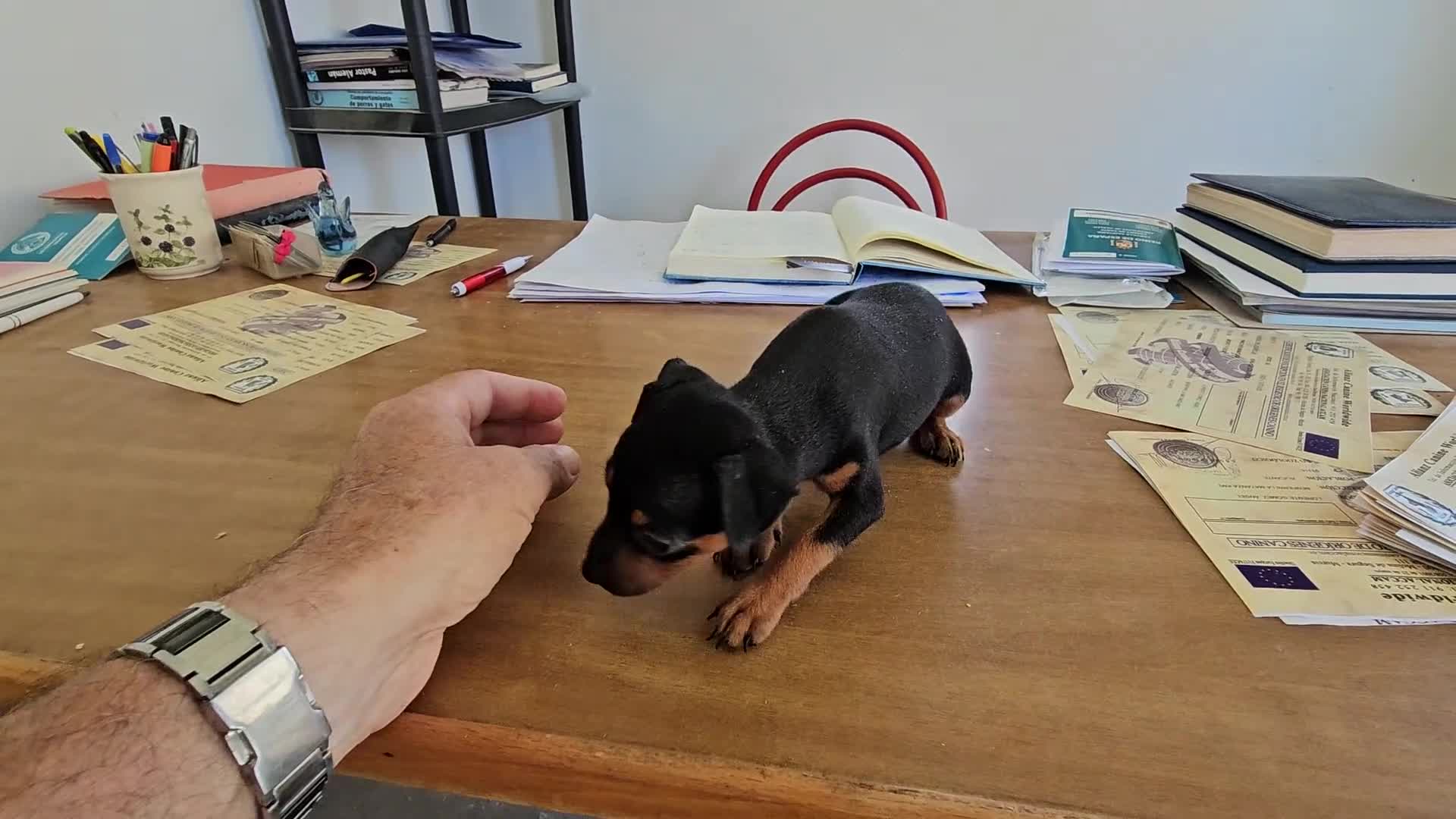 Raza Mixta perros en venta: Cachorrito mini pincher - Video 2