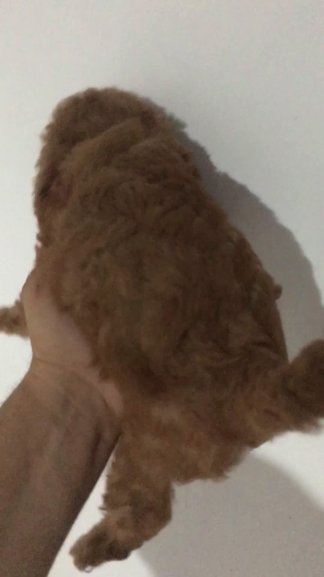 Maltipoo perros en venta: MALTIPOO  - Video 2