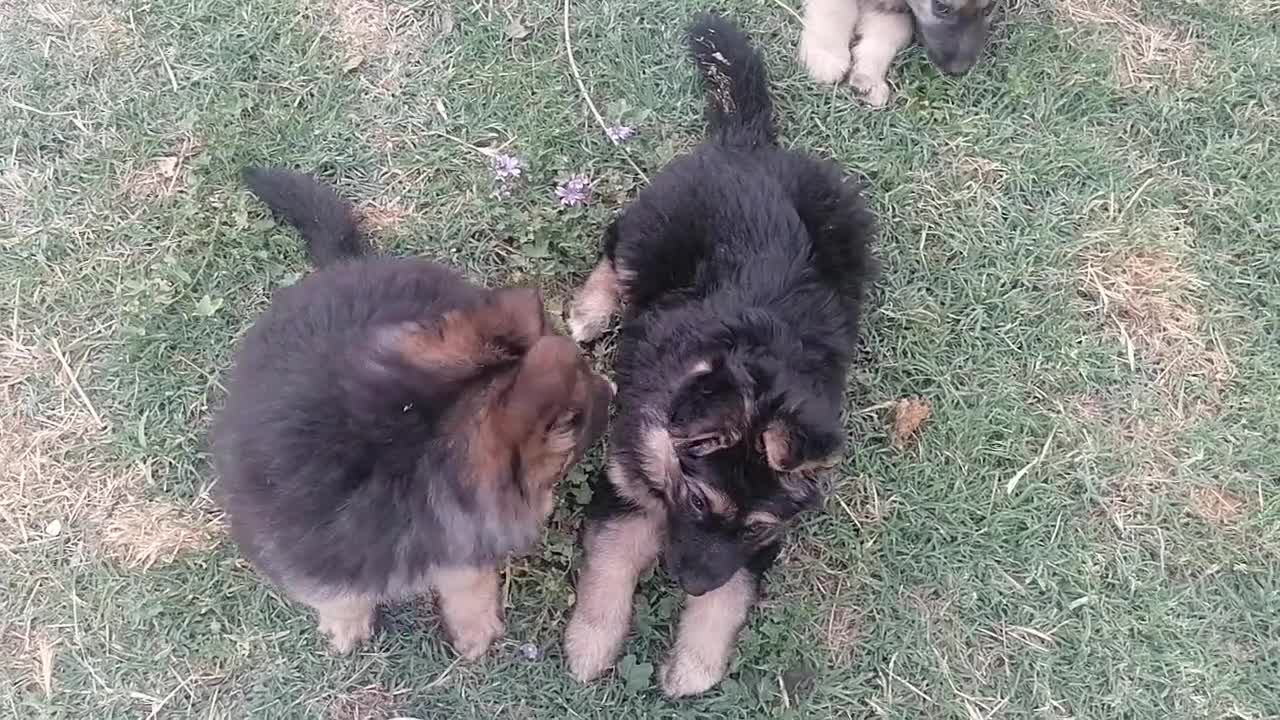 Pastor Alemán perros en venta: PRECIOSA CAMADA DE PASTOR ALEMÁN  - Video 1