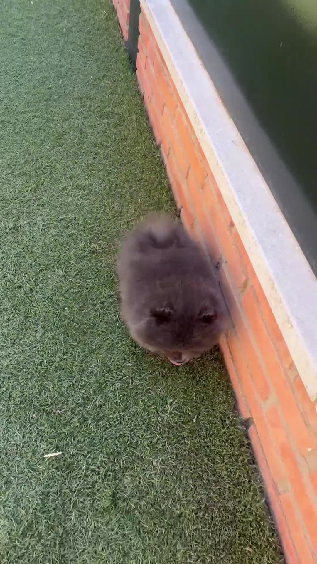 Pomerania perros en venta: Pomeranias exclusivos / alta selección  - Video 4