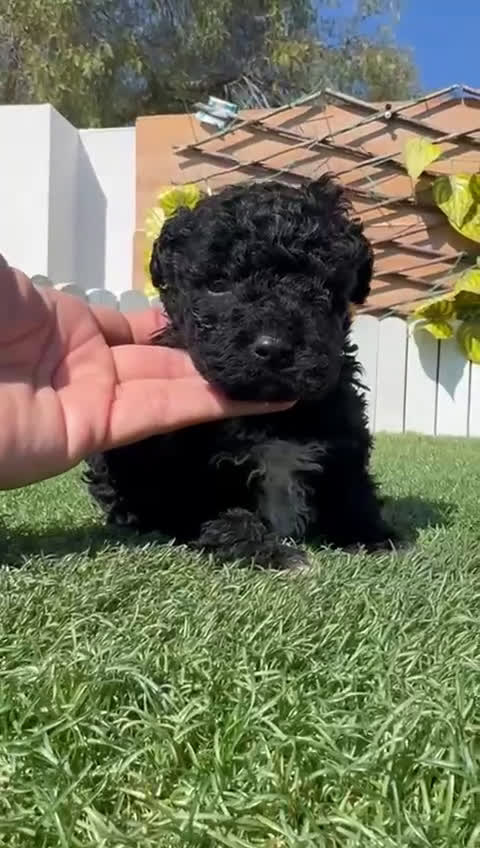 Perro de Agua Español perros en venta: PERRO DE AGUA ESPAÑOL - Video 2