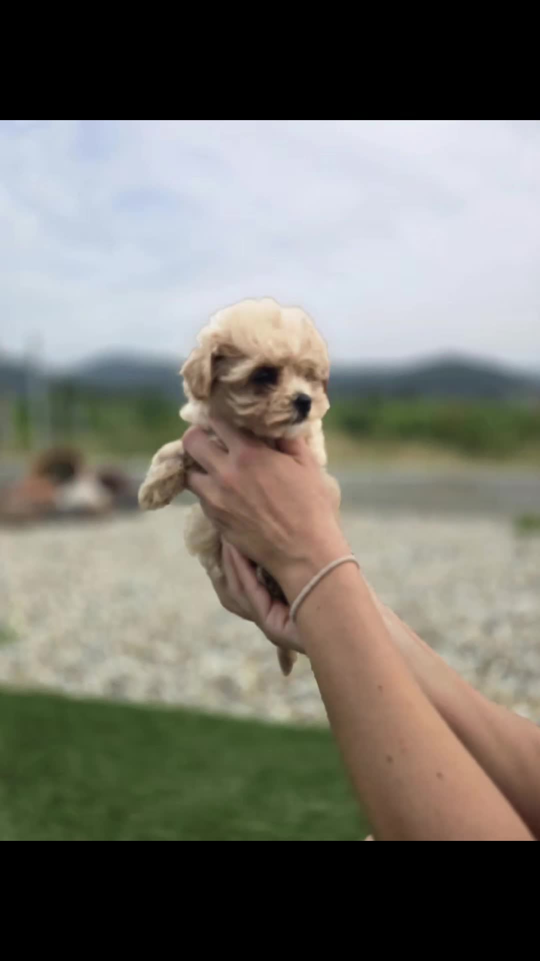 Maltipoo perros en venta: Maltipoo Toy Asiático:auténticos ositos de peluche - Video 3