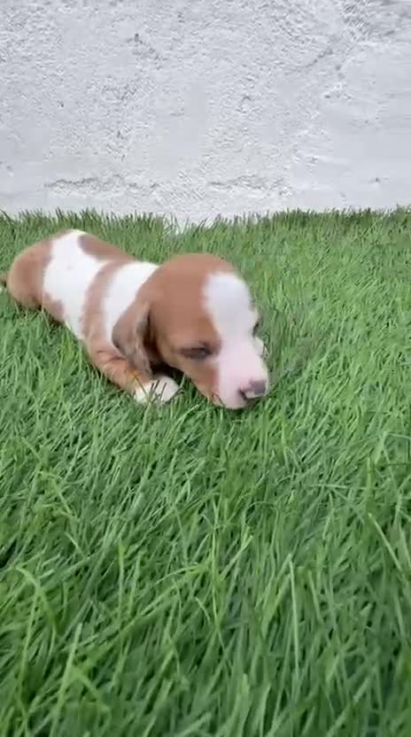 Teckel Miniatura perros en venta: Teckel miniatura tri merle choco blanco - Video 1