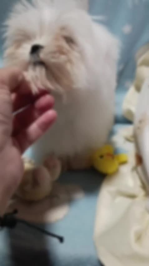 Bichón Maltés perros en venta: ‼️‼️PRECIOSA CAMADA DE BICHÓN MALTES COREANO TOY  - Video 1