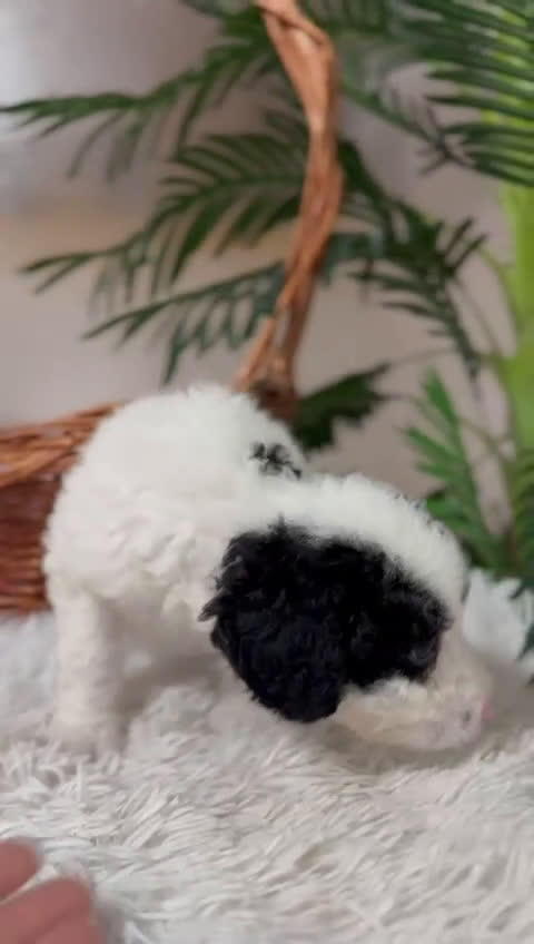 Perro de Agua Español perros en venta: PERRO DE AGUA HEMBRA - Video 1