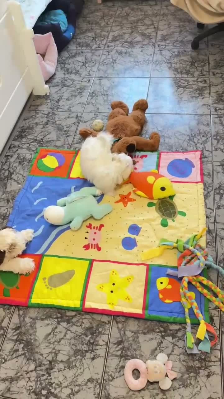Bichón Maltés perros en venta: Bichon Maltese Coreano hembra  - Video 1