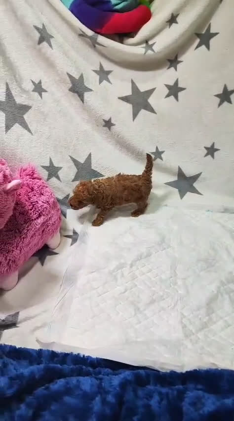 Caniche Toy perros en venta: Preciosa camada de Caniche Toy  en Granada - Video 3