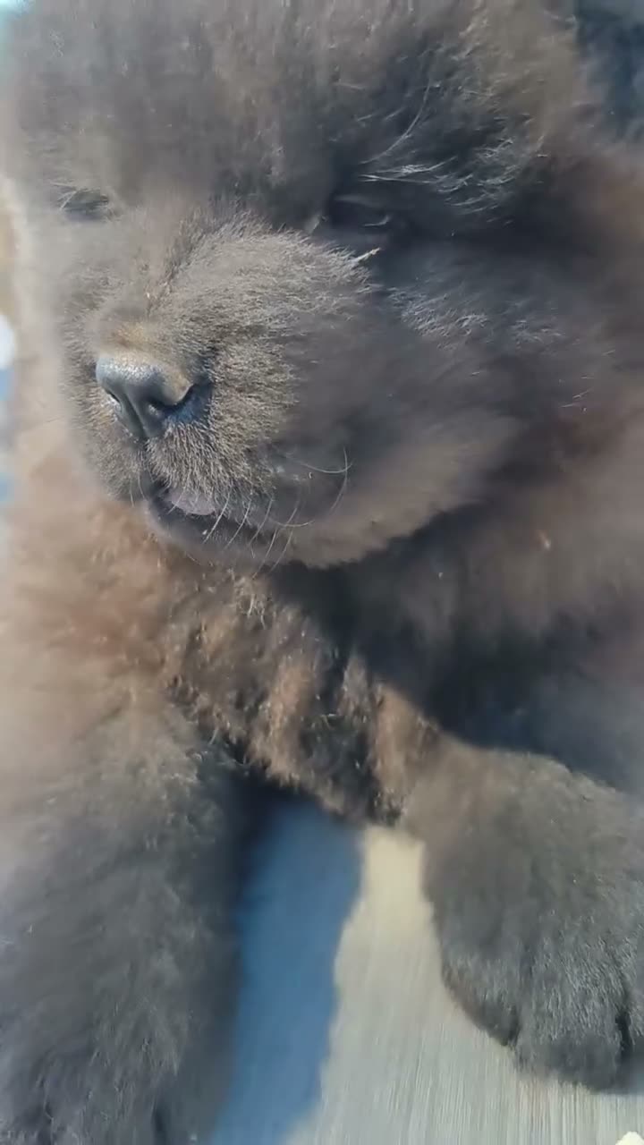 Chow Chow perros en venta: CHOW CHOW NEGRO CON MUCHO PELO  - Video 1