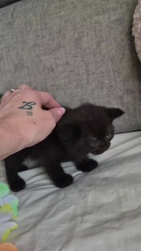 Británico de Pelo Corto gatos en venta: British blues chocolate y Golden bebes preciosos  - Video 2