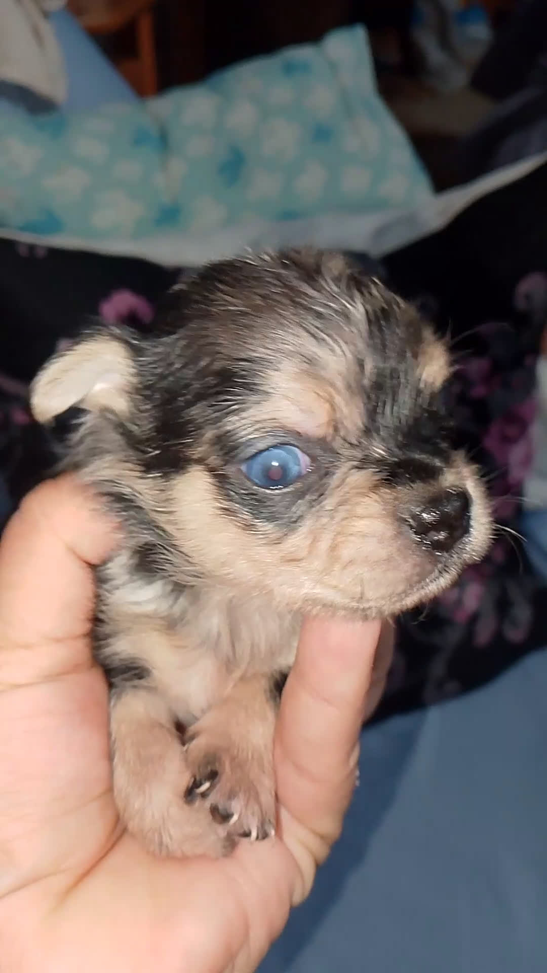 Chihuahua perros en venta: Chihuahua Merle macho  - Video 2