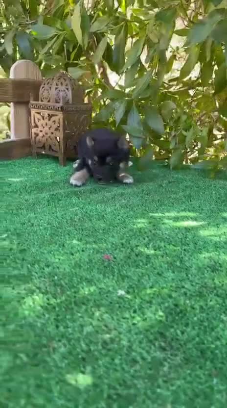 Shiba Inu perros en venta: Shiba Inu negro y rojos espectaculares bebes  - Video 1