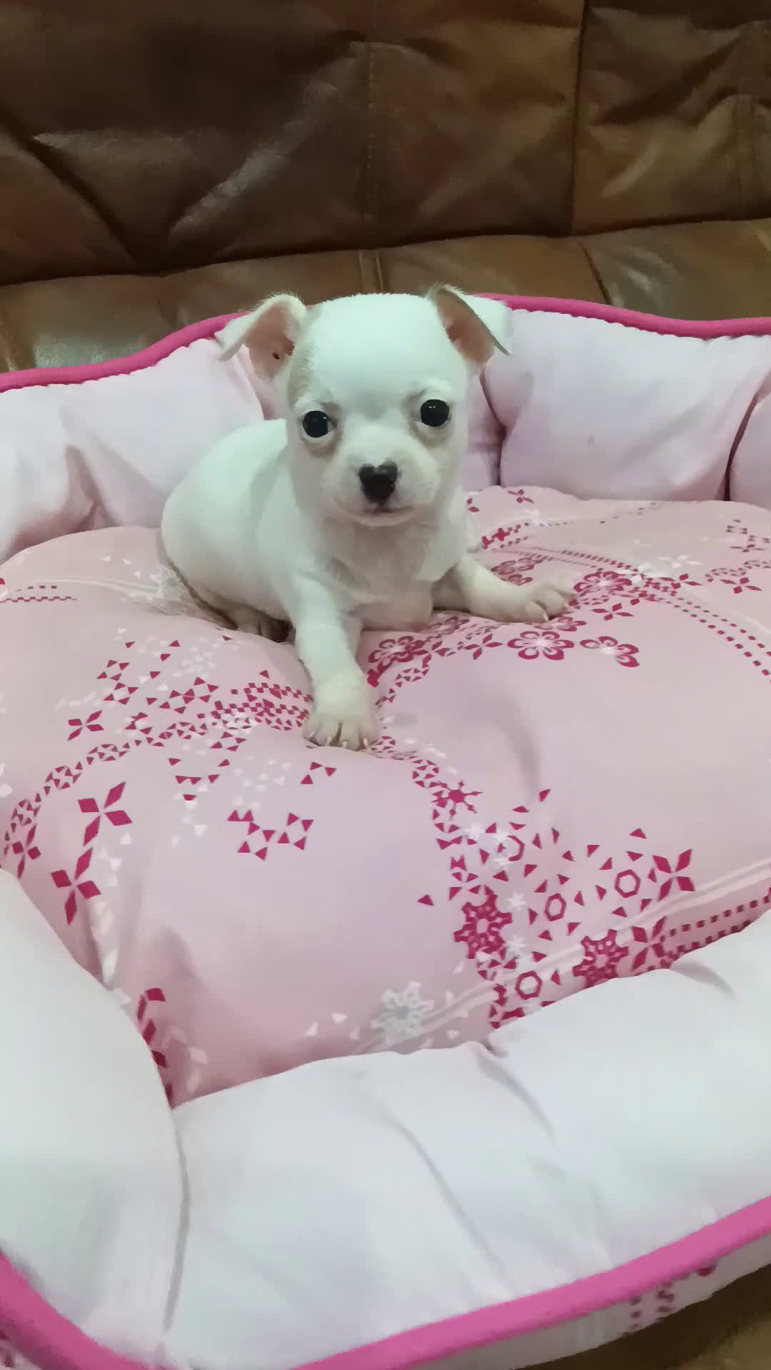 Chihuahua perros en venta: CHIHUAHUA TOY  - Video 1