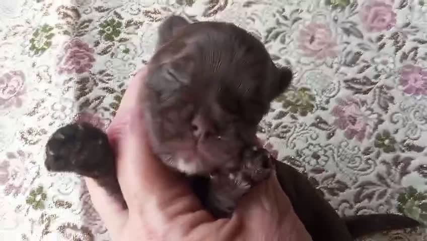 Yorkshire Terrier perros en venta: Cachorros Dark chocolate y Biro - Video 1