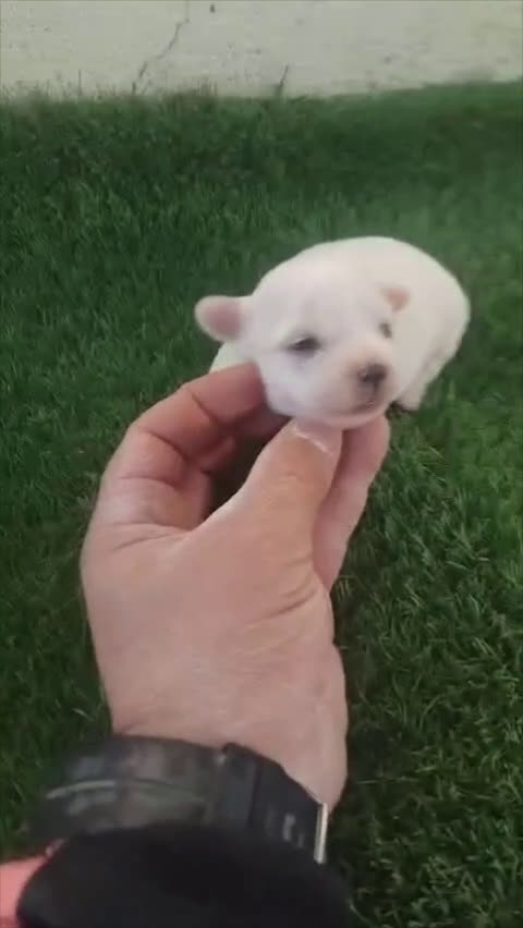 Bichón Maltés perros en venta: Bichon maltés toys - Video 1