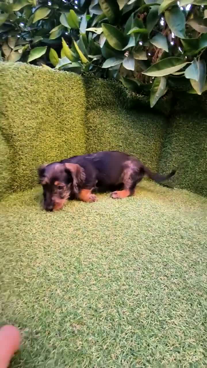 Teckel Miniatura perros en venta: teckel miniatura arlequín pelo largo  - Video 1