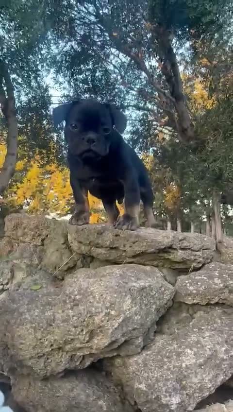 Bulldog Francés perros en venta: Bulldog Frances - Video 1