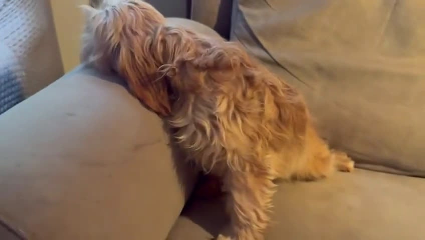 Cavapoo perros en venta: Cavapoo comprar   - Video 4