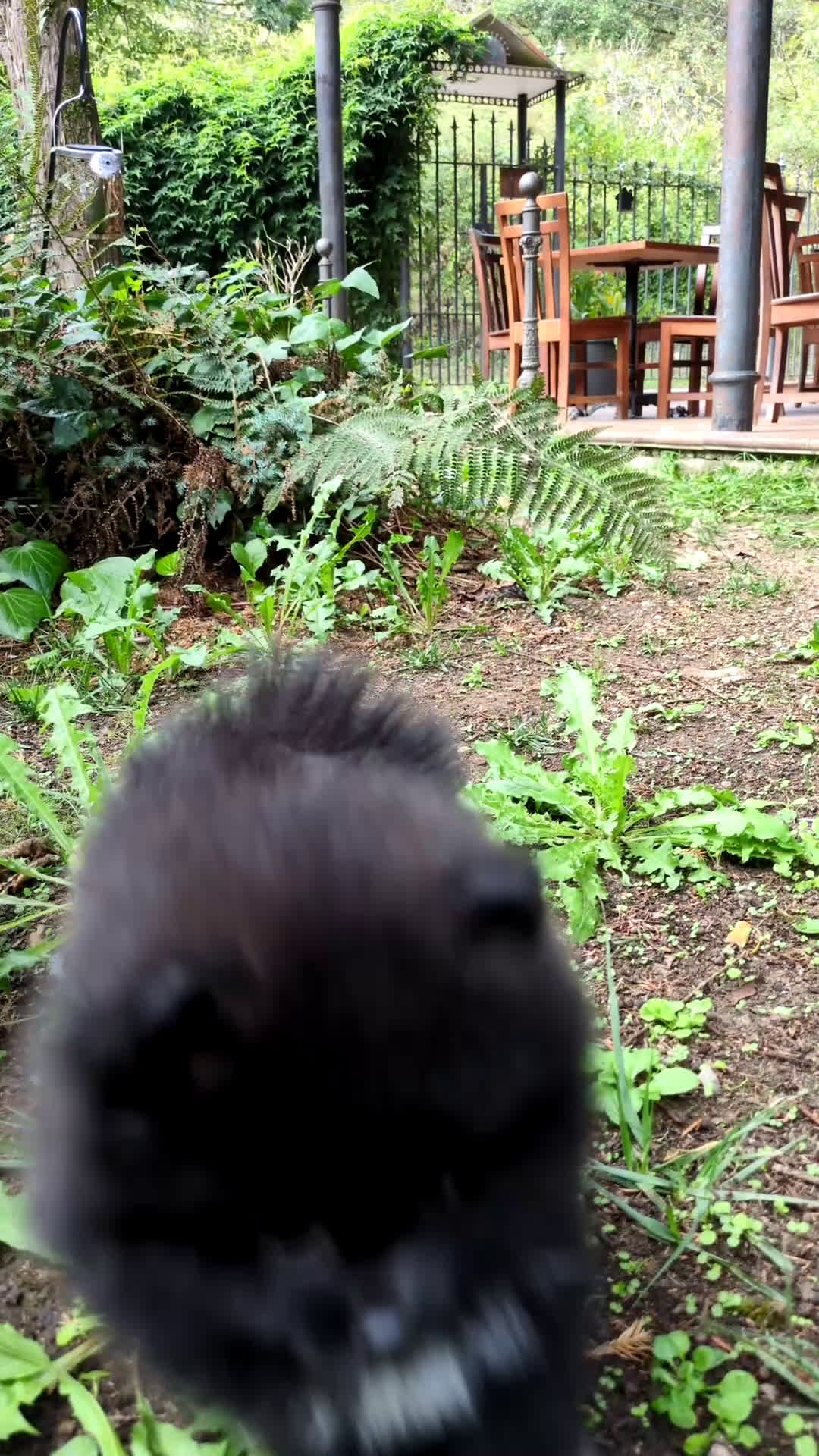 Pomerania perros en venta: Camada de pomerania - Video 5