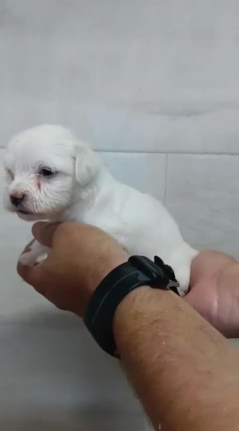Bichón Maltés perros en venta: Hembras bichon maltés toys - Video 2