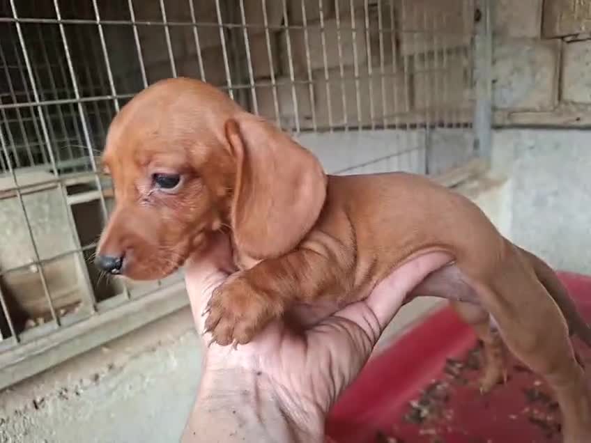 Teckel Miniatura perros en venta: Teckel chocolate  - Video 1