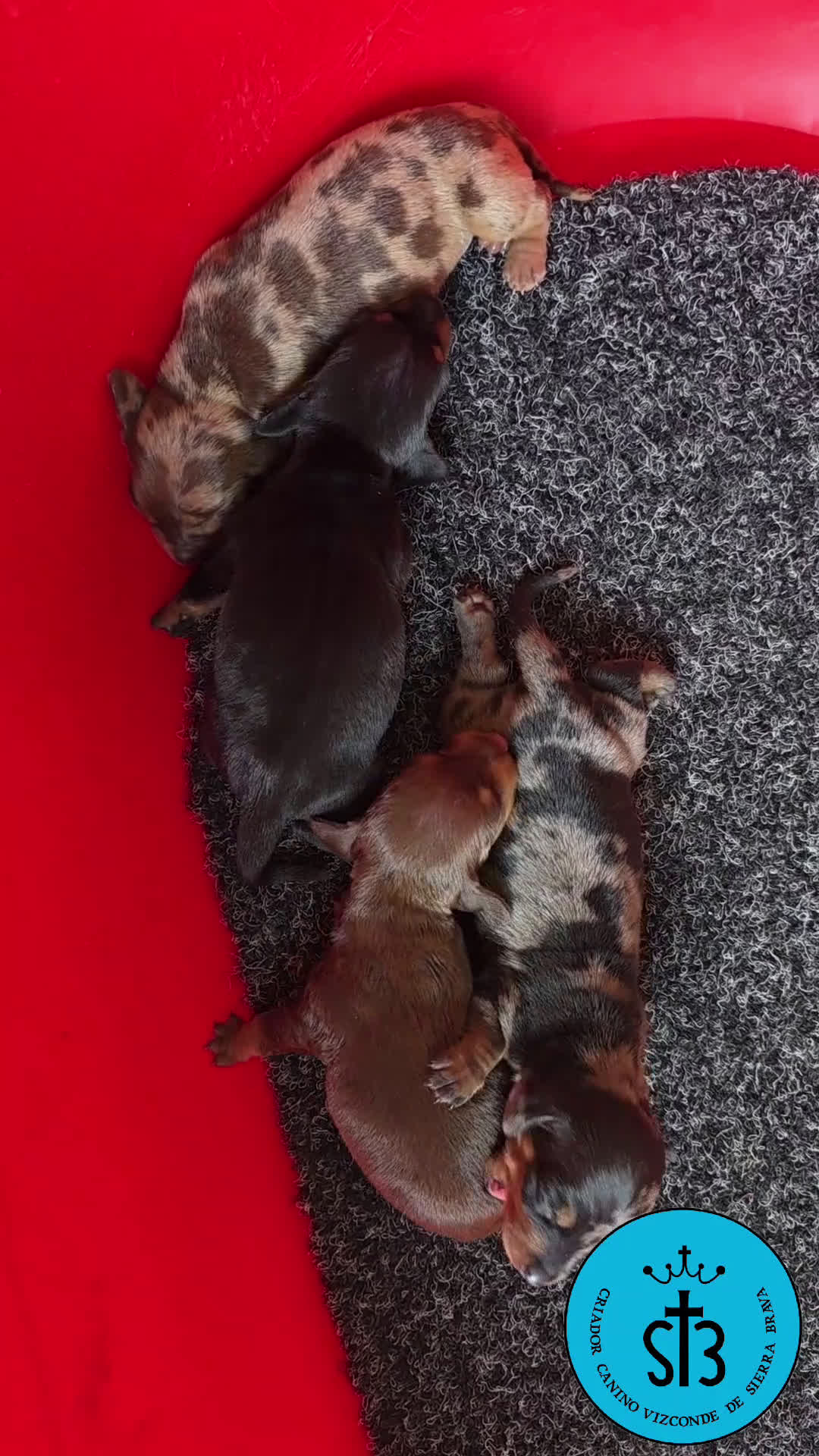 Teckel Miniatura perros en venta: TECKEL MINIATURA PEDEGREE  - Video 3
