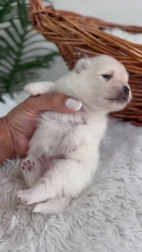 Pomerania perros en venta: POMERANIA HEMBRA - Video 1