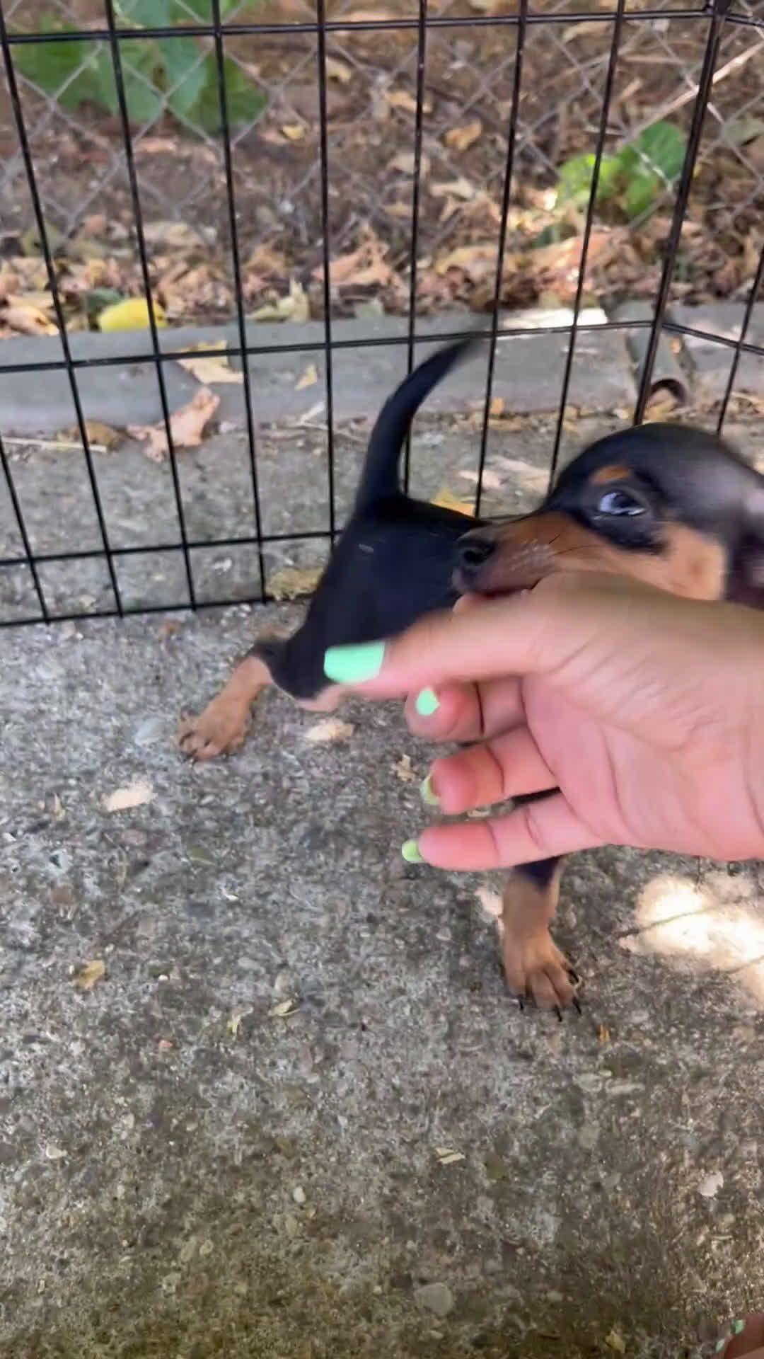 Pinscher Miniatura perros en venta: Pinscher Miniatura  - Video 1
